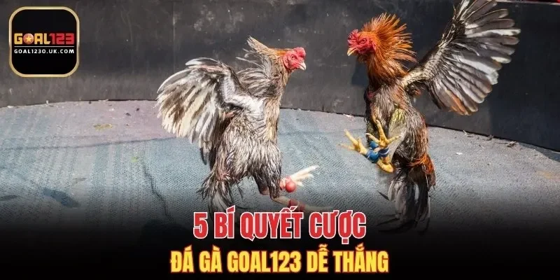 5 bí quyết cược đá gà GOAL123 dễ thắng