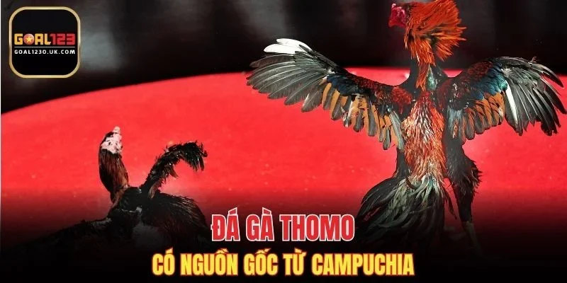 Chọi kê Thomo có nguồn gốc từ Campuchia